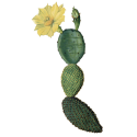 Nopal Bio en gélules