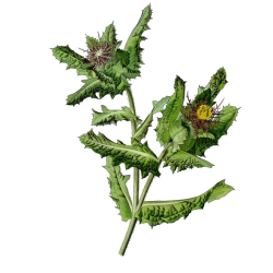 Chardon Bénit Bio en gélules