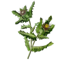 Chardon Bénit Bio en gélules