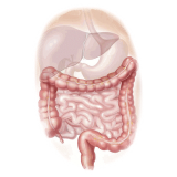 Inflestins mélange en gélules Régénération