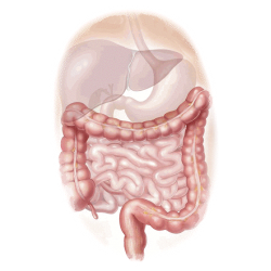 Inflestins mélange gélules Pullulan
