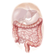 Inflestins mélange en gélules Régénération