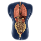 Intestins-Estomac mélange en gélules Pullulan Régénération