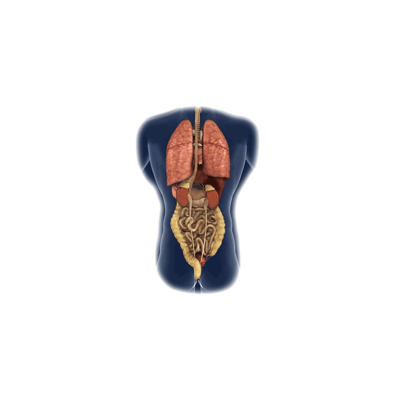 Intestins-Estomac mélange en gélules Pullulan Régénération