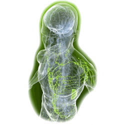 Lymphovie mélange gélules Pullulan