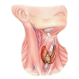 Thyrovie mélange en gélules Régénération