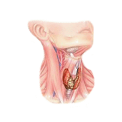 Thyrovie mélange gélules Pullulan