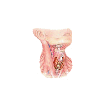 Thyrovie mélange gélules Pullulan Thyrovie mélange gélules Pullulan