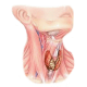 Thyrovie mélange gélules Pullulan