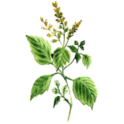 Huile essentielle Patchouli Eco*