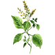 Huile essentielle Patchouli Eco*