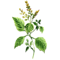 Huile essentielle Patchouli Eco*