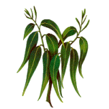 Huile essentielle Eucalyptus Mentholé BIO (Eucalyptus dives)
