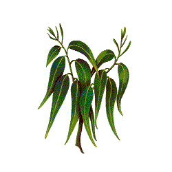 Huile essentielle Eucalyptus Mentholé Bio