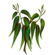 Huile essentielle Eucalyptus Mentholé Bio