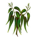 Huile essentielle Eucalyptus Mentholé Bio