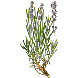Lavande Officinale BIO en gélules