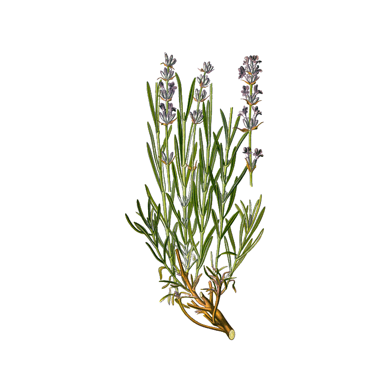 Lavande Officinale BIO en gélules  (Lavandula angustifolia)