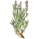 Lavande Officinale BIO en gélules (Lavandula angustifolia)