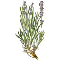 Lavande Officinale BIO en gélules