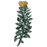 Rhodiola Rosea extrait BIO en gélules (Sedum roseum)