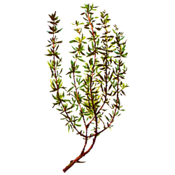 Huile essentielle Thym Linalol Provence Bio*