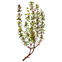 Huile essentielle Thym Linalol Provence Bio*