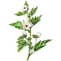 Guimauve Bio en gélules