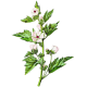Guimauve racine BIO en gélules (Althaea officinalis) - Contre les inflammations