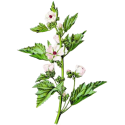 Guimauve Bio en gélules