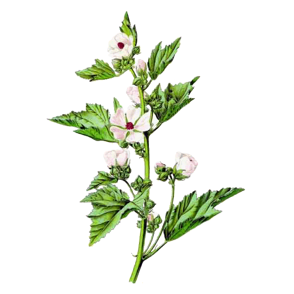 Guimauve officinale BIO