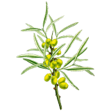 Huile végétale Vierge Argousier Bio*
