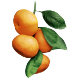 Huile essentielle Mandarine Jaune (Citrus reticulata Blanco)