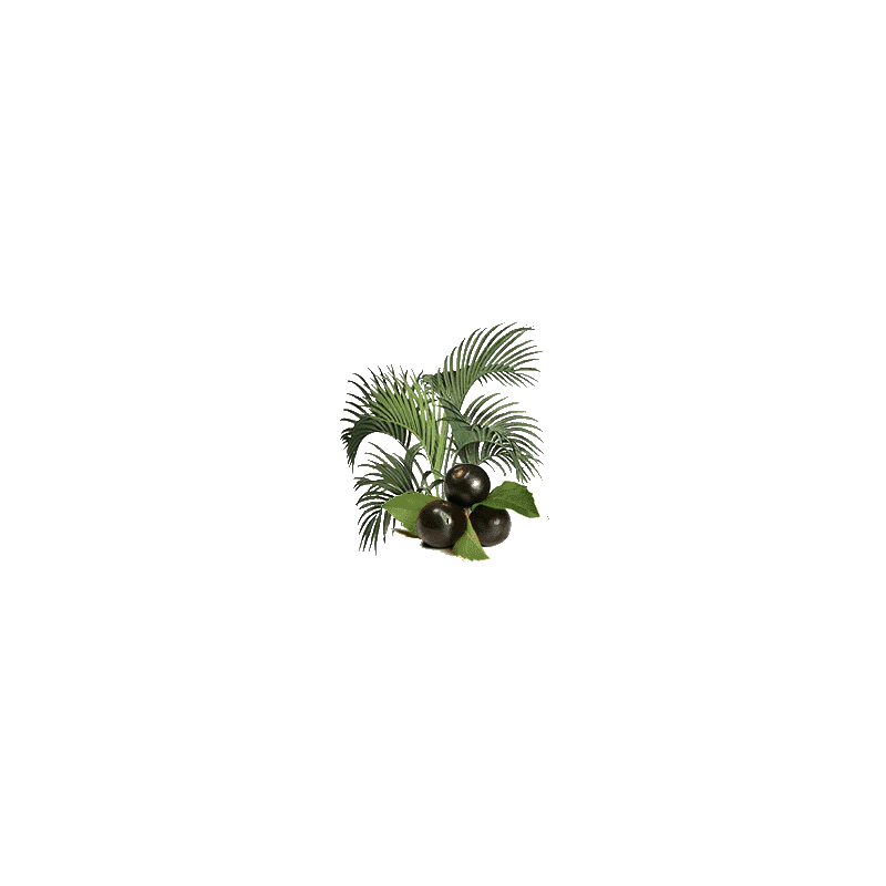 Açaie Bio en gélules (Euterpe oleracea)
