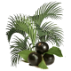 Açai extrait baies Bio en gélules