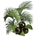 Açai extrait baies Bio en gélules