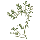 Bacopa Brahmi extrait BIO à 20% bacosides en gélules