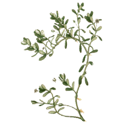 Bacopa Brahmi extrait Bio en gélules