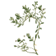 Bacopa Brahmi extrait Bio en gélules