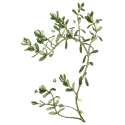 Bacopa Brahmi extrait Bio en gélules