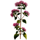 Marjolaine Bio en gélules (Origanum majorana)
