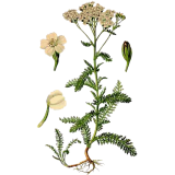 Achillée Millefeuille en gélules (Achillea millefolium)
