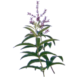 Verveine Odorante Bio en gélules (Lippia citriodora)