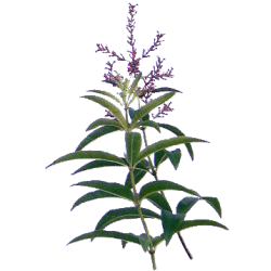 Verveine Odorante Bio en gélules