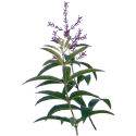 Verveine Odorante Bio en gélules