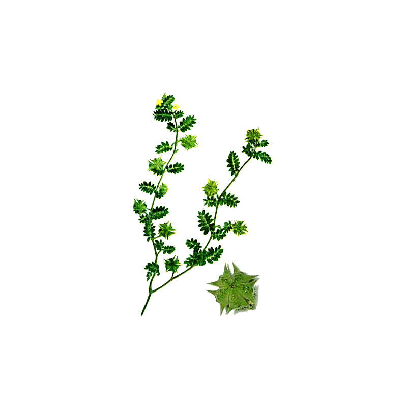 Tribulus terrestris Bio en gélules (aphrodisiaque naturel)