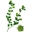 Tribulus (Gokshura) extrait Bio gélules