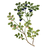 Myrtille feuilles BIO en gélules (Vaccinum myrtillus)