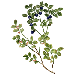 Myrtille Feuilles Bio en gélules