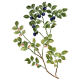 Myrtille Feuilles Bio en gélules